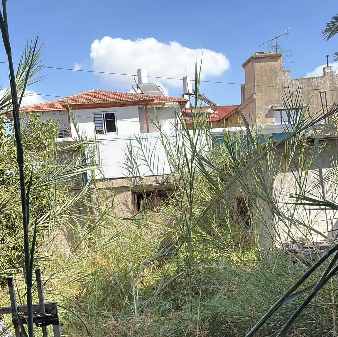 לפני: חצר מכוסה עשבייה גבוהה וקנים